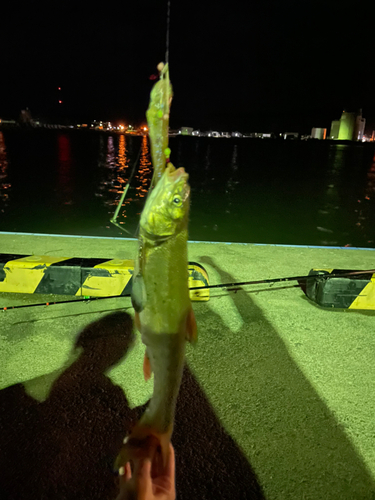 ウグイの釣果