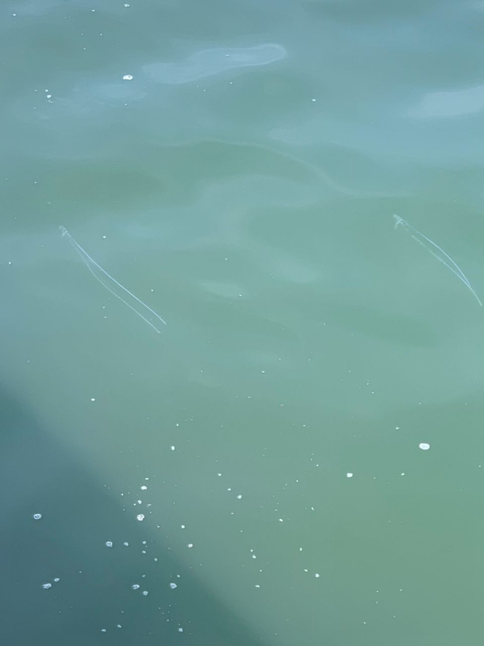 フグ