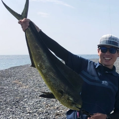 シイラの釣果