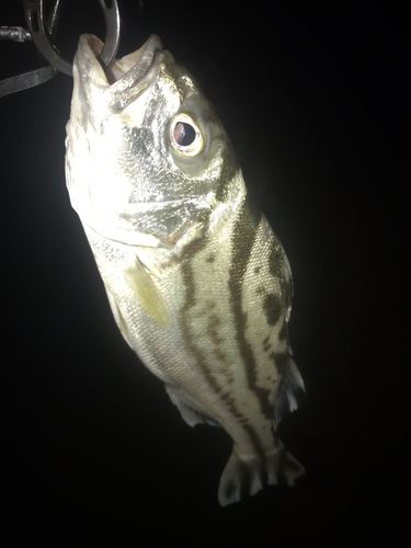 コトヒキの釣果