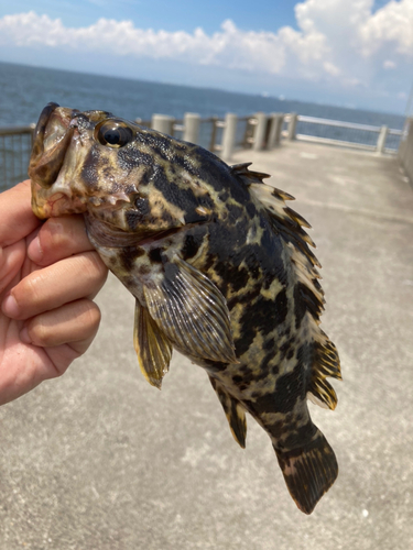 タケノコメバルの釣果