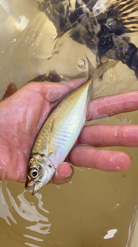 マアジの釣果