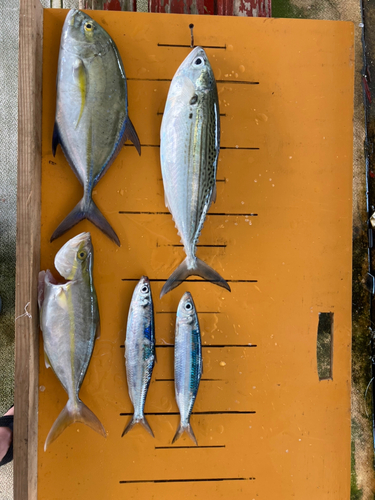 グルクマの釣果