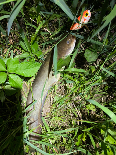 ナマズの釣果