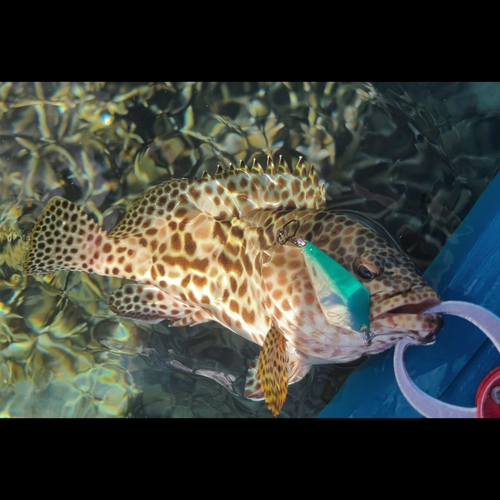 カンモンハタの釣果