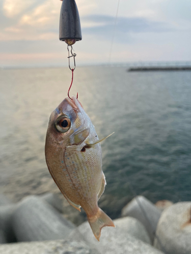 チャリコの釣果