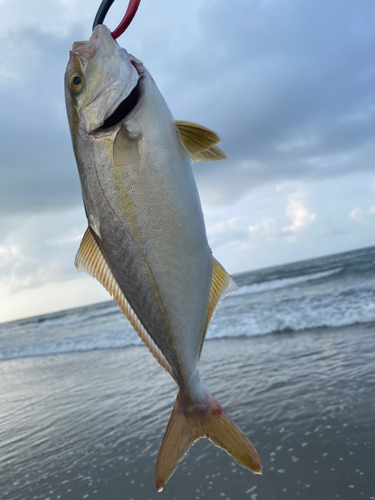 ショゴの釣果