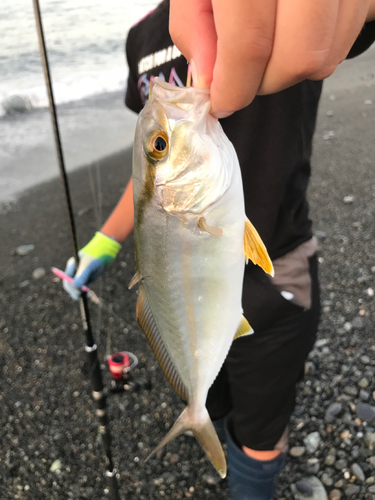 ショゴの釣果