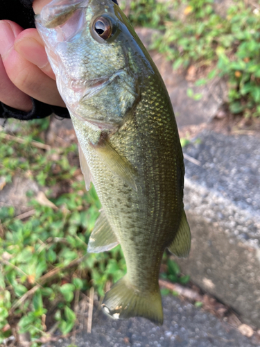 ラージマウスバスの釣果