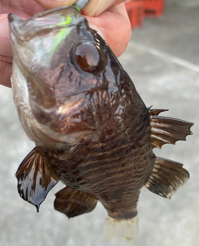 クロイシモチの釣果