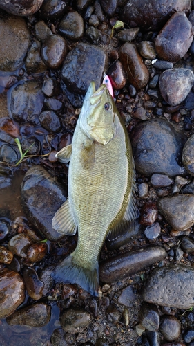 スモールマウスバスの釣果