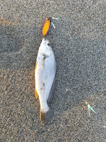 ニベの釣果