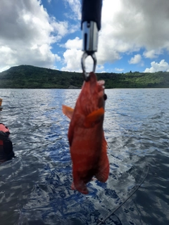 ニジハタの釣果