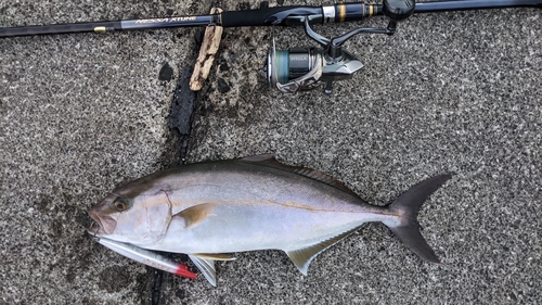 ショゴの釣果