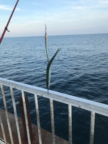 サヨリの釣果