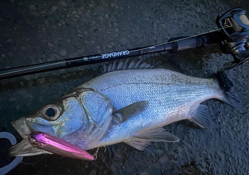 ヒラスズキの釣果