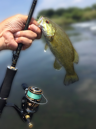 スモールマウスバスの釣果