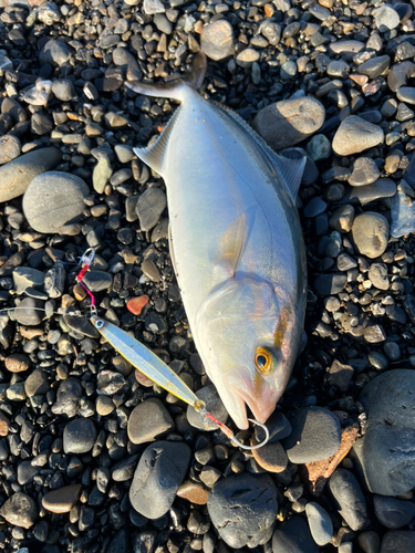 ショゴの釣果