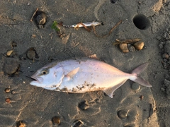 ショゴの釣果