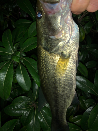 ラージマウスバスの釣果