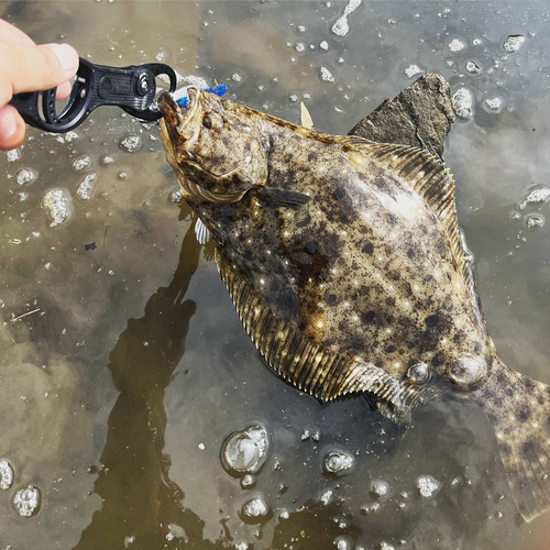 ヒラメの釣果