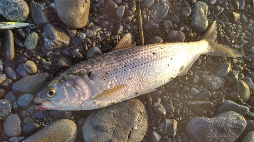 コノシロの釣果