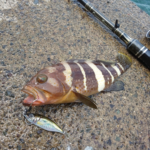 アオハタの釣果