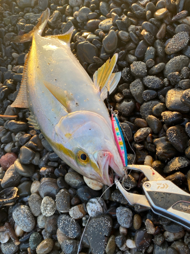 ショゴの釣果