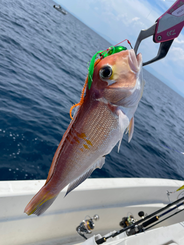 アマダイの釣果