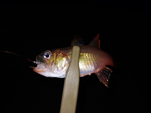 ネンブツダイの釣果