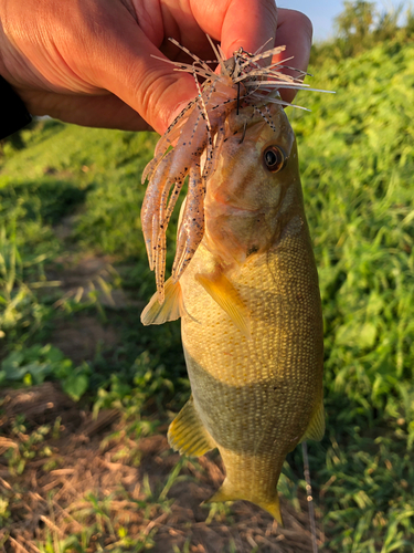 スモールマウスバスの釣果