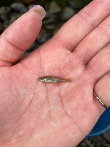 ウグイの釣果