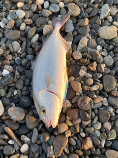 ショゴの釣果