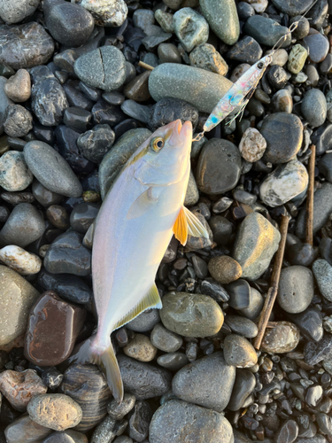 ショゴの釣果