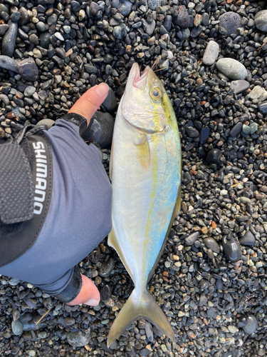 ショゴの釣果