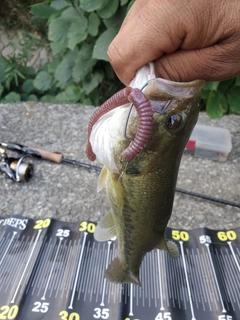 ブラックバスの釣果