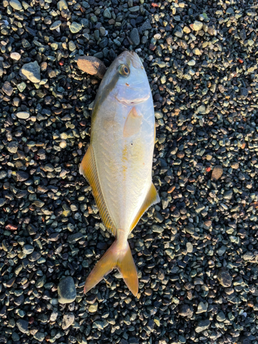 ショゴの釣果