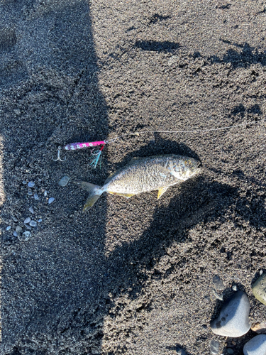 ショゴの釣果