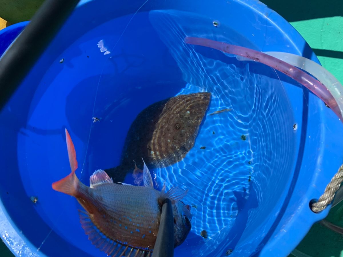 アングラー63166332中村　豊さんの釣果 2枚目の画像