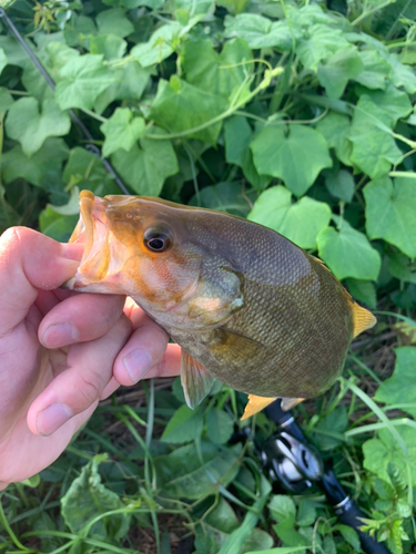 スモールマウスバスの釣果