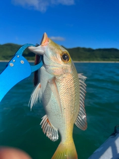 クチナジの釣果