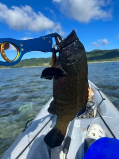 アオノメハタの釣果