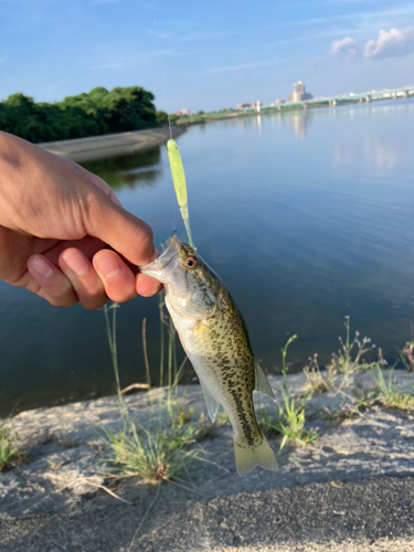 ラージマウスバスの釣果