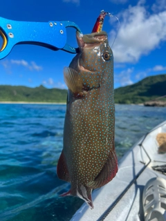 クルバニーアカジンの釣果