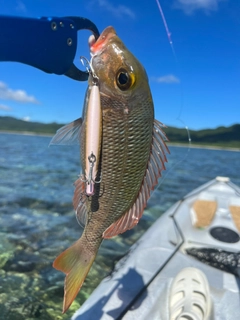 クチナジの釣果