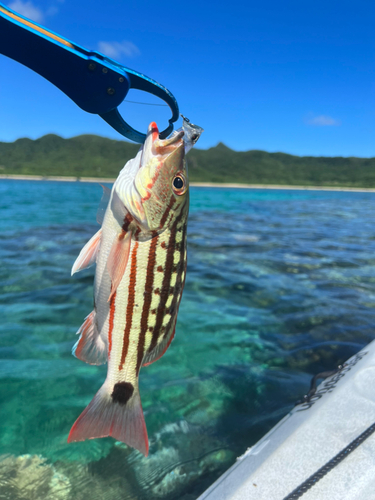 アミメフエダイの釣果