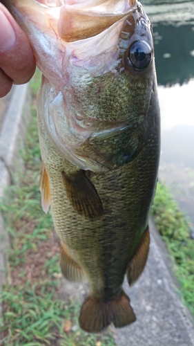 ラージマウスバスの釣果