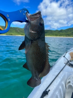 クルバニーアカジンの釣果