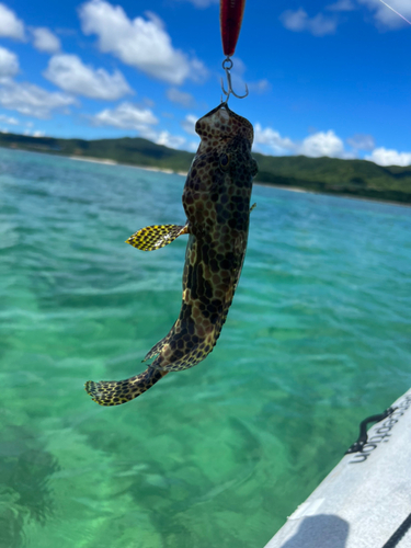 イシミーバイの釣果