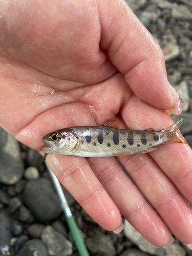 ヤマメの釣果